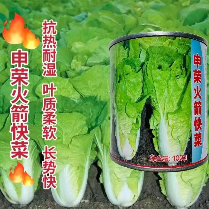 申荣火箭快菜种子小白菜速生抗热耐湿蔬菜种子早熟长势快菜籽种籽