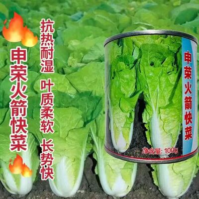 申荣一号快菜抗热抗病速生高产