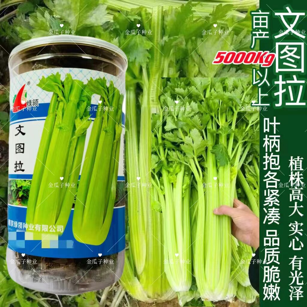文图拉芹菜种子四季西芹玻璃翠实芹菜种籽皇后西芹种子绿领种业