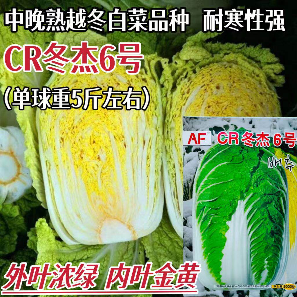 CR冬杰6号中晚熟越冬白菜品种耐寒性强高产量抗病强越冬专用品种