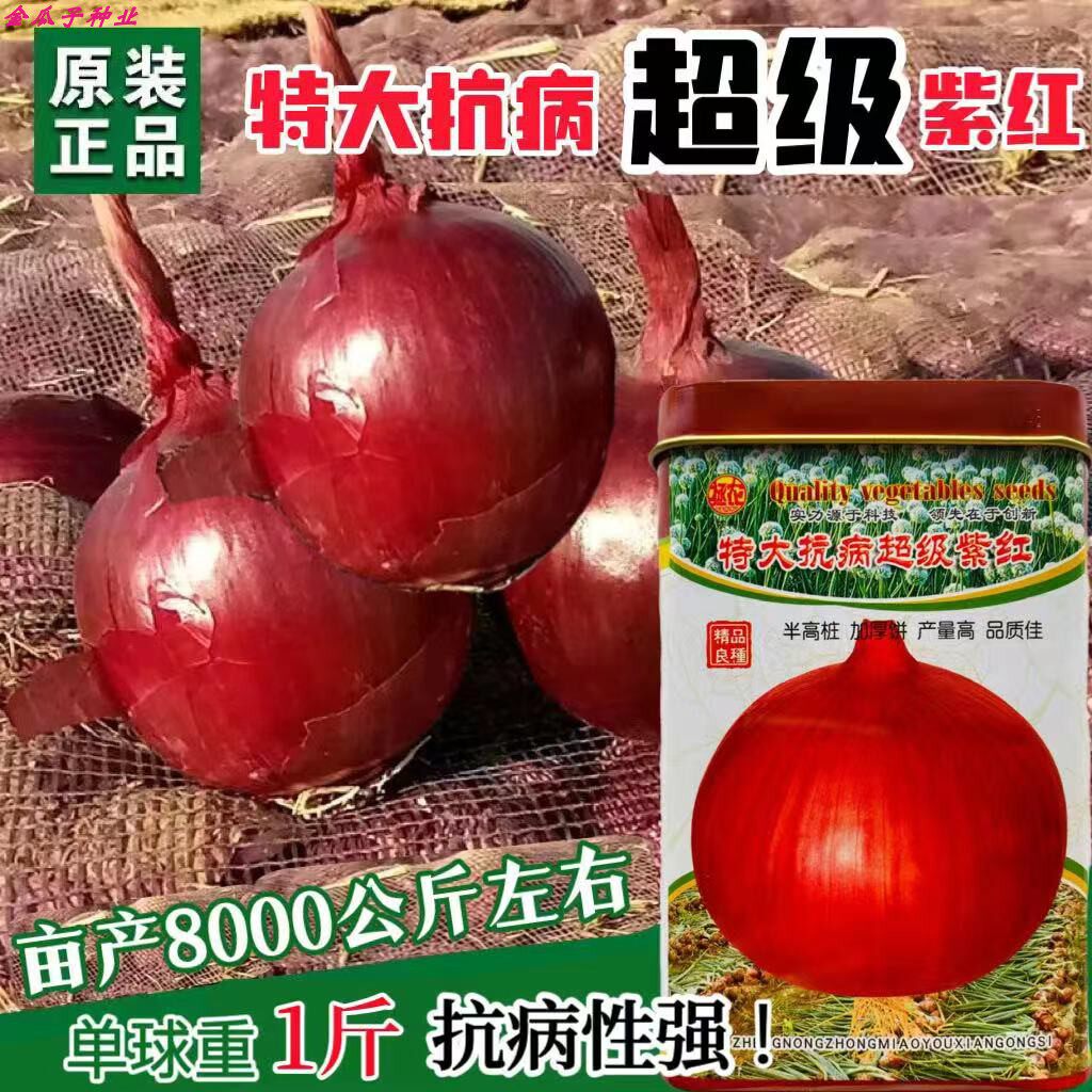 特大抗病紫红洋葱种子中早熟紫红皮半高桩圆葱头肉质白色蔬菜种籽