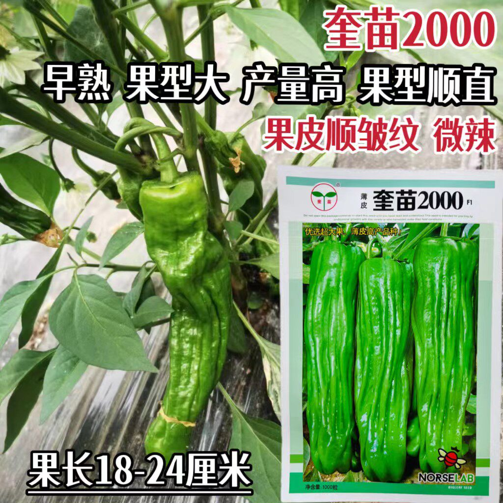 奎苗2000薄皮辣椒种子微辣早熟翠绿皮大果薄皮泡椒种籽春秋播种子
