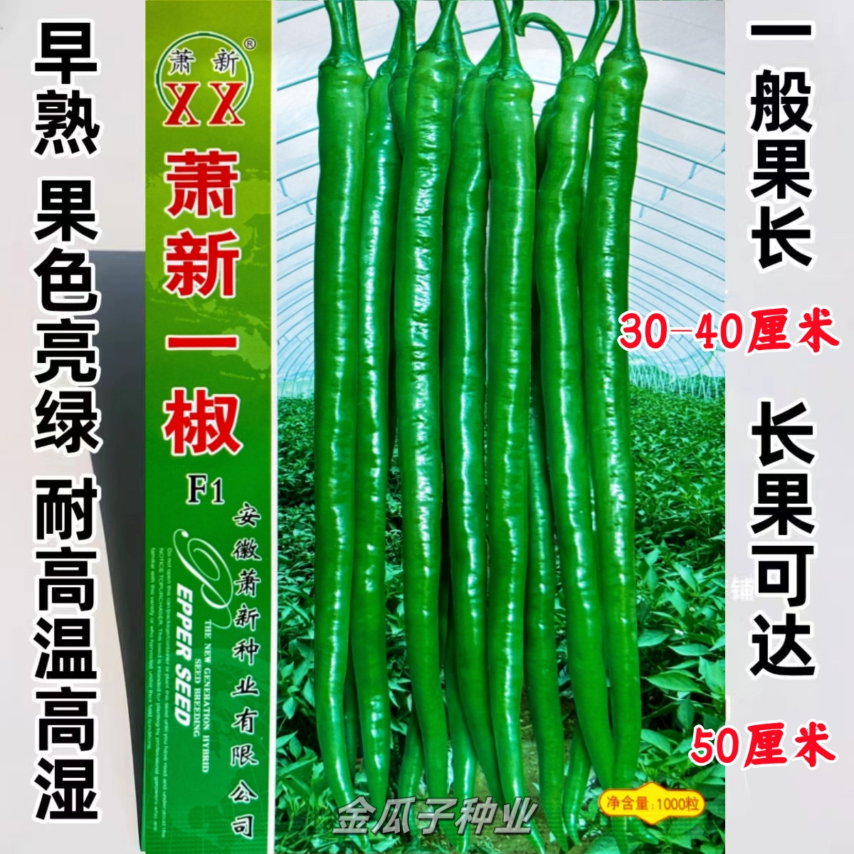 萧新一椒辣椒种子早熟特长线辣椒种籽香辣长线椒包邮基地大田专用