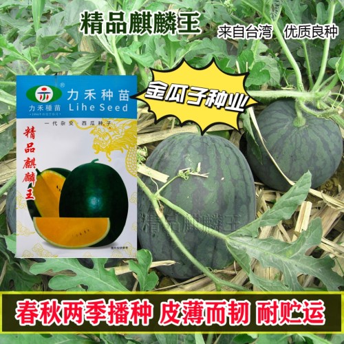 力禾种苗精品麒麟王黄肉西瓜种子肉质甜嫩汁多爽口皮薄而韧耐贮运
