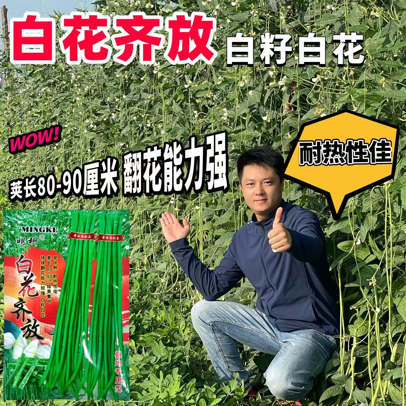 白花齐放白籽白花豇豆种子双荚率高耐高温厚肉翠绿条耐热长豆角