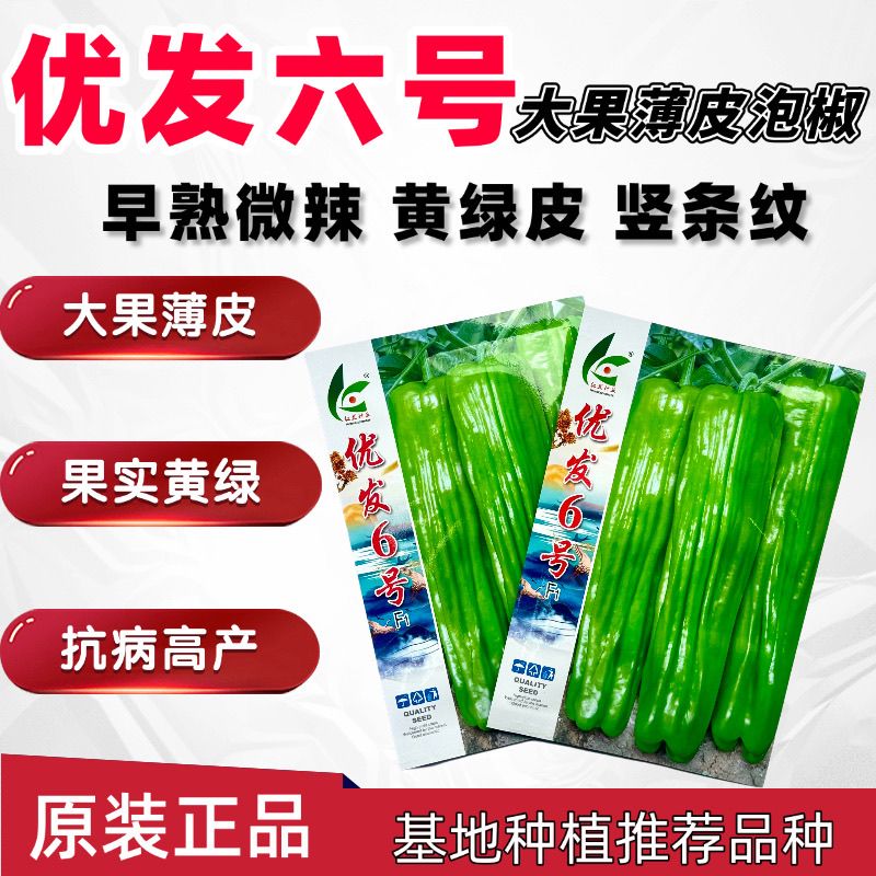 优发六号辣椒种子早熟黄绿皮大果薄皮泡椒种子竖条纹长灯笼型微辣