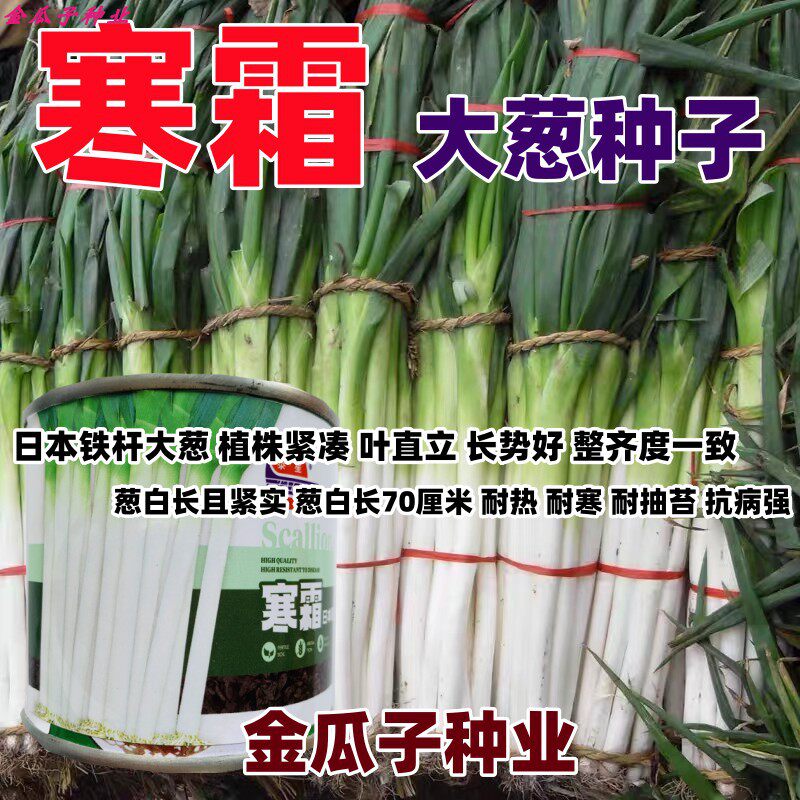 日本寒霜大葱种子秋冬长白高杆大葱耐寒抗病高产铁杆大葱葱籽包邮