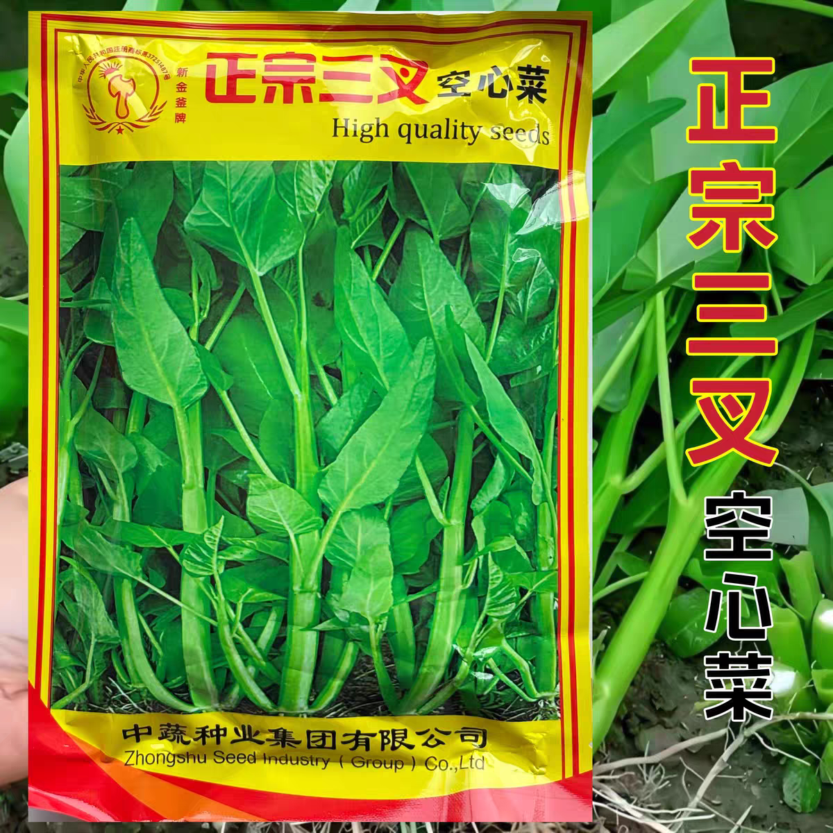 三个叉更高产正宗三叉空心菜种子耐热耐湿农家田园春秋播蔬菜种籽