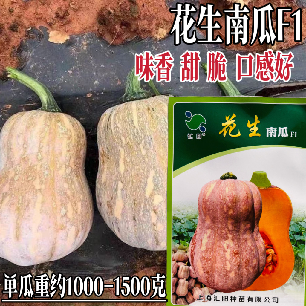 花生南瓜种子早熟高产味甜抗病耐热耐寒南瓜种籽春秋播蔬菜种子籽