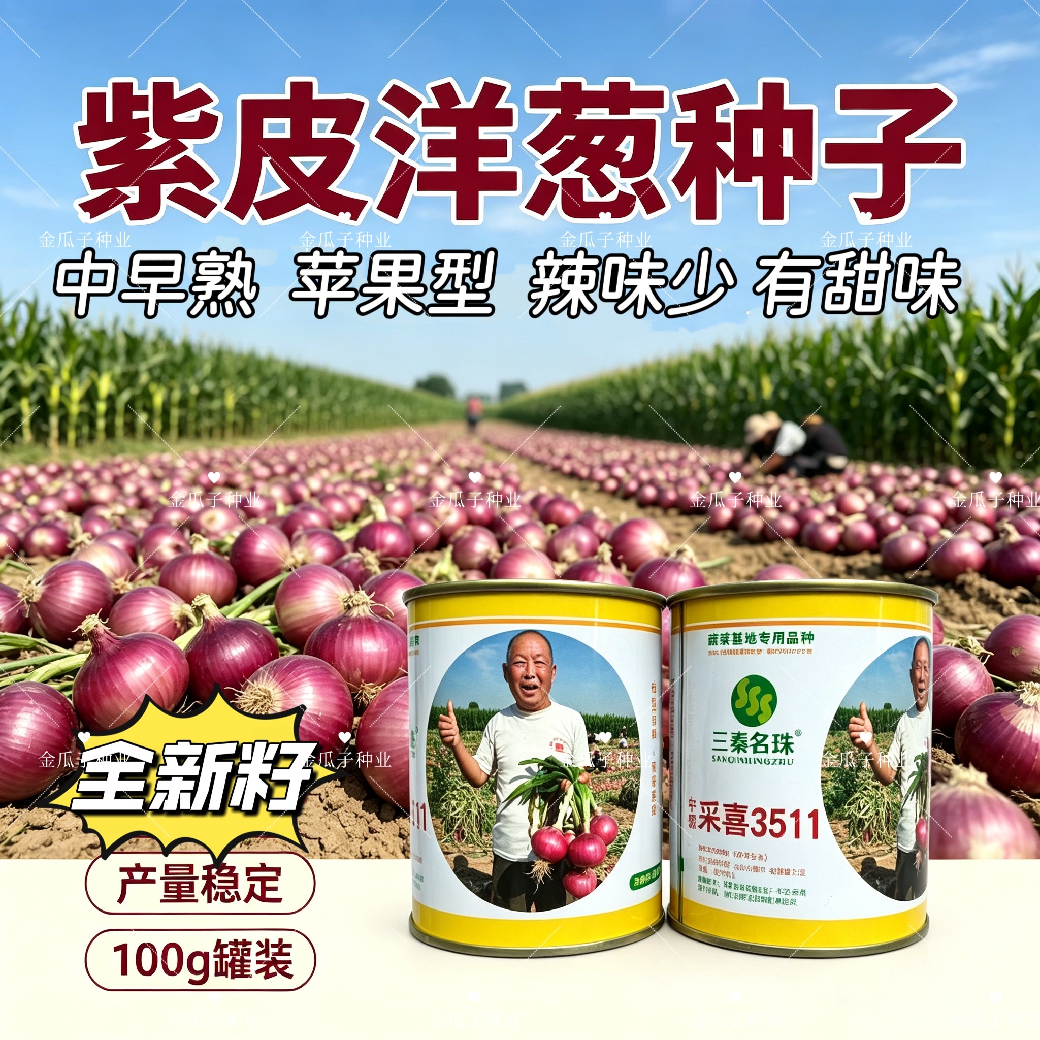 中领采喜3511洋葱种中早熟辣味少带甜味耐抽苔耐重茬抗病耐寒强