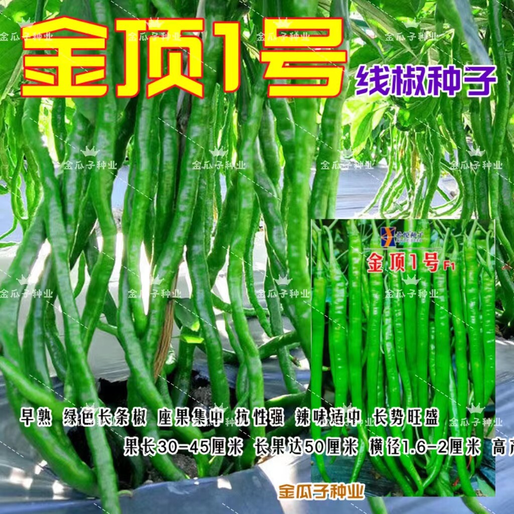 金顶1号线椒种子辣椒种籽早熟抗病高产采收期长尖椒青椒特长线椒