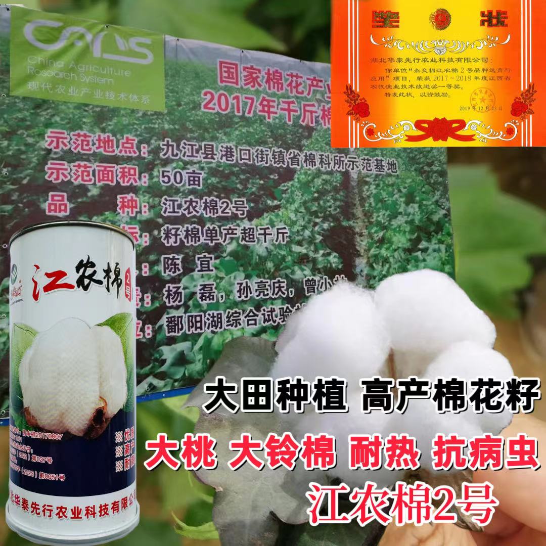 江农棉2号棉花中熟高产大桃抗病