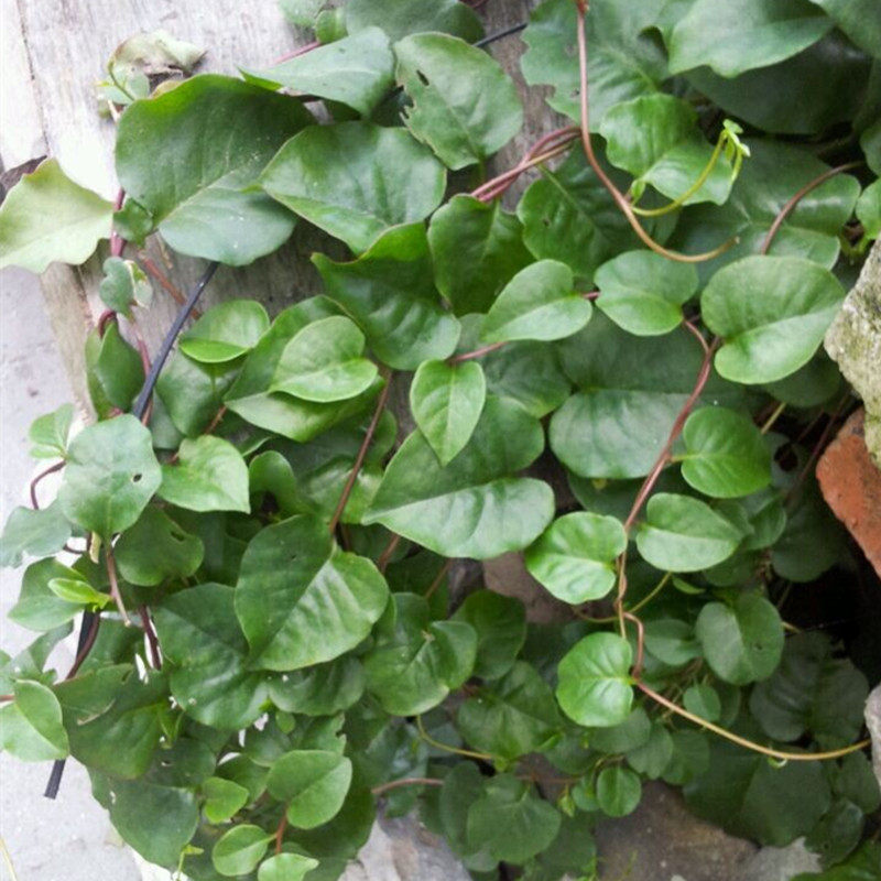 新鲜野生藤三七种牙种子球鲜果食用现采植物苗可水培种植美化庭院