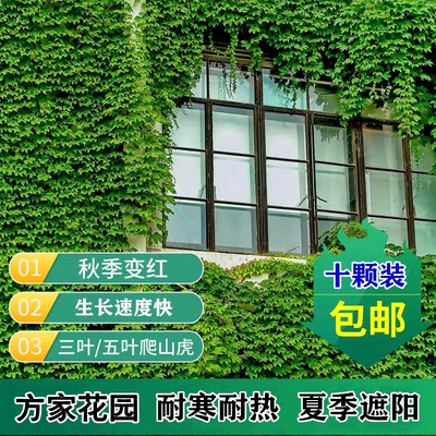 爬山虎植物四季三叶盆栽室外