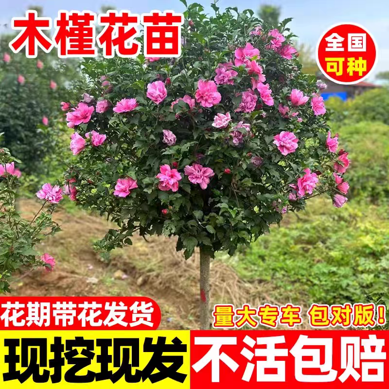 木槿花树苗庭院围墙围栏绿篱笆四季种植耐寒灌木工程绿化花开百日