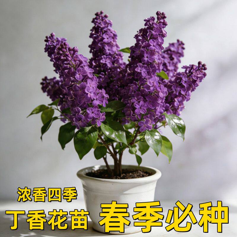 丁香花苗浓香型四季开花盆栽带花苞室内阳台庭院花卉植物
