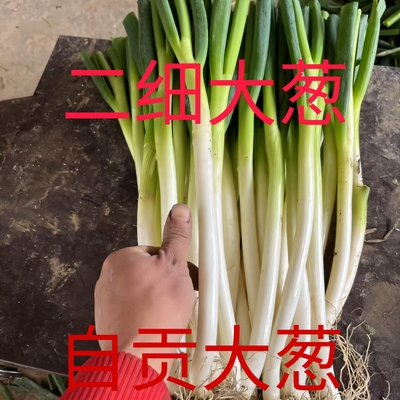 四川大葱新鲜二细大葱甜葱凉菜大葱炒菜大葱去皮去叶大葱自贡大葱