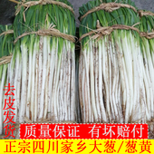 四川大葱新鲜自贡葱黄大葱现挖凉拌大葱本地小大葱分葱泥巴葱黄