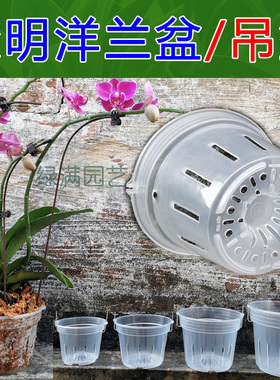 透明洋兰盘吊盆蝴蝶兰硬植杯透明杯石斛卡特兰兜兰沥水透气控根盆