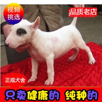 出售纯种牛头梗犬幼犬 护卫犬 大型犬 海盗眼牛头梗犬 迷你牛头梗