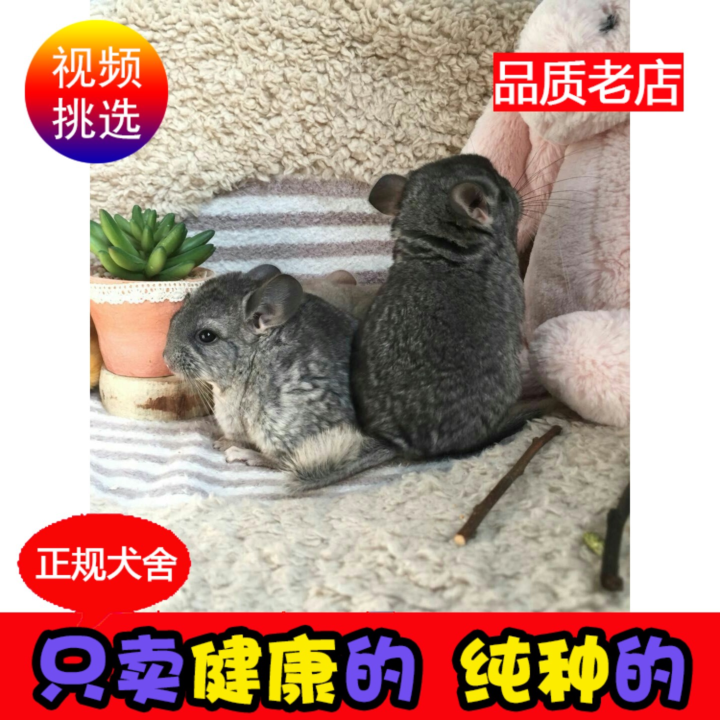 宠物龙猫活体龙猫幼崽黑色银斑紫灰标灰龙猫宝宝自家繁殖可视频