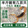 [Wild baohuo]Yimeng Scorpion Full Scorpion Scorpion living thing Wild Scorpion Live scorpions