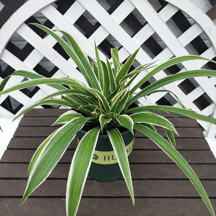 金边吊兰盆栽金心绿植青龙草室外阳台室内观叶植物四季常绿包邮
