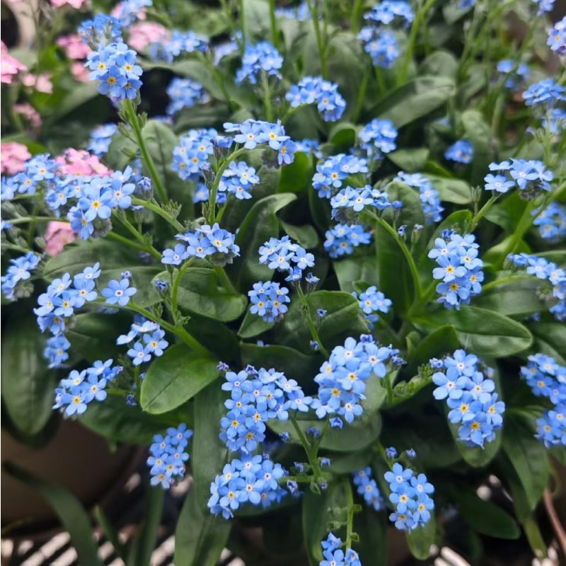 蓝色勿忘我盆栽植物室内阳台庭院花卉绿植四季开花好养活花苗