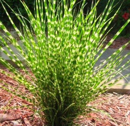 花镜植物斑叶芒盆栽大苗庭院水池边多年生茅草生观叶耐热绿植包邮