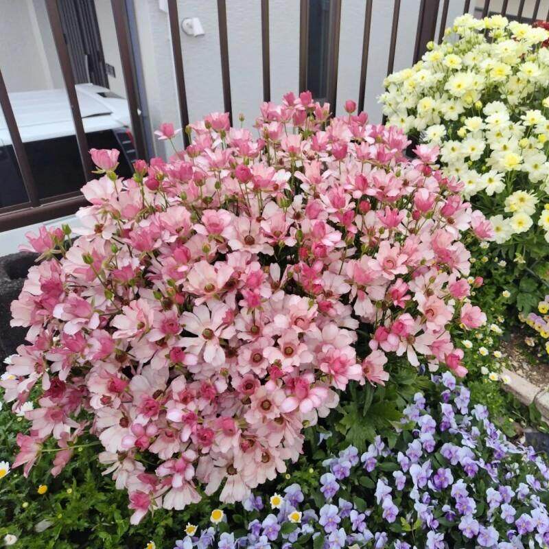蝴蝶花毛茛盆栽耐寒球根花卉