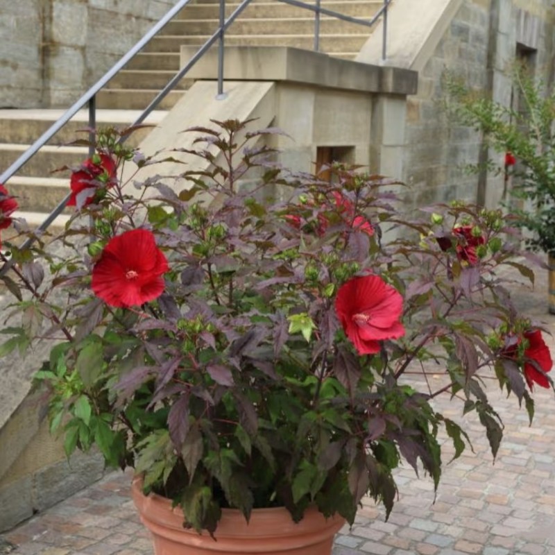 枫叶芙蓉葵盆栽庭院花园