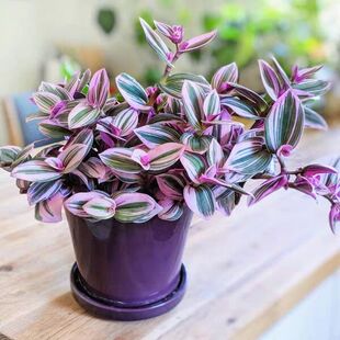 油画婚礼吊兰盆栽紫露草锦室内阳台植物荷兰进口网红绿植耐寒包邮