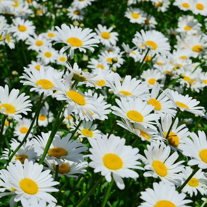 花镜植物 大滨菊盆栽带花苞 庭院花园花卉多年生耐寒耐热花苗包邮