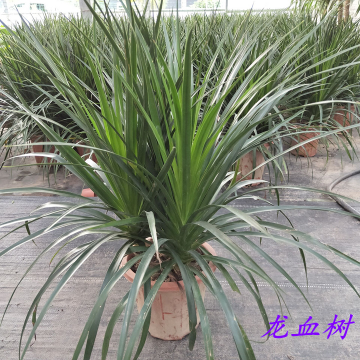 龙血树盆栽大型植物室内植物阳台客厅老桩盆栽树苗四季常绿绿植