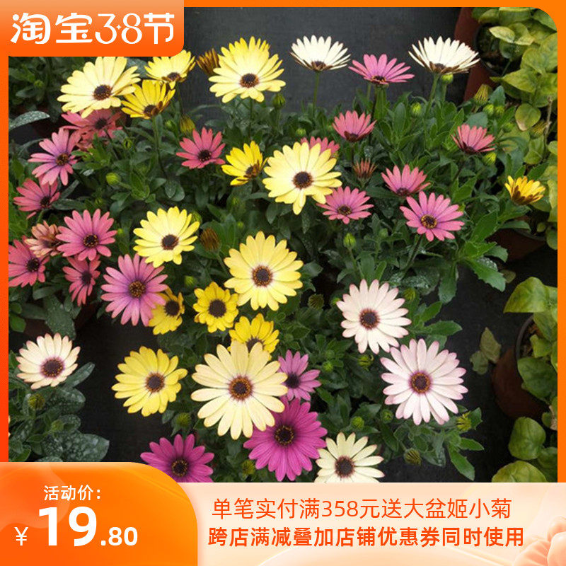 南非万寿菊盆栽花苗阳台庭院带花植物花期长四季室外菊花开花包邮