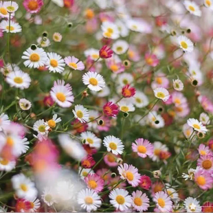 墨西哥飞蓬草盆栽带花阳台庭院垂吊匍匐花卉花镜造景植物美观包邮