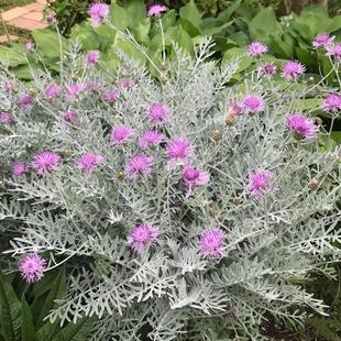 银叶粉花矢车菊盆栽银叶菊银羽阳台庭院花镜植物菊科银色系花卉