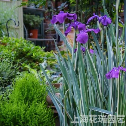 花叶玉蝉花盆栽庭院阳台花卉
