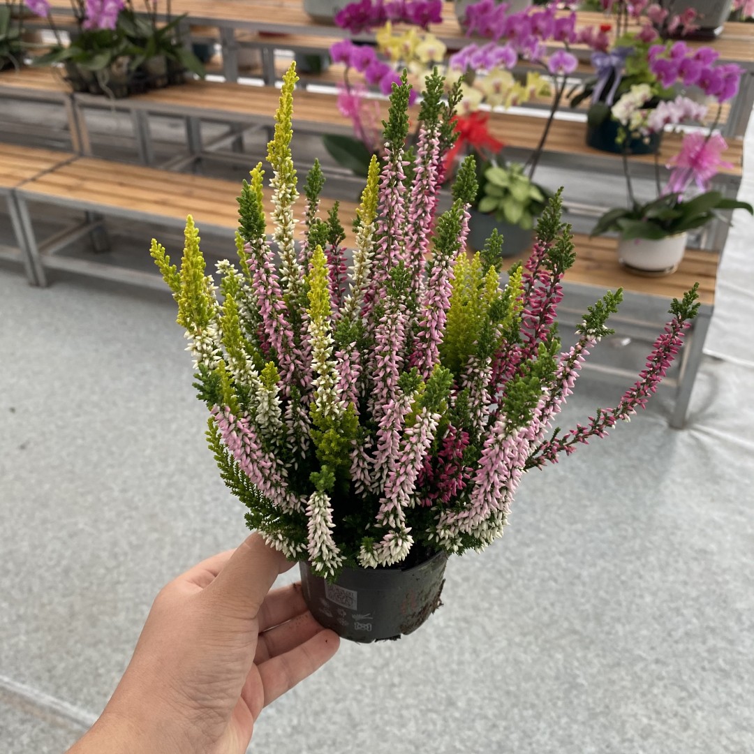 进口欧石楠盆栽花苗阳台庭院耐寒耐热植物户外室内花卉花期长好养