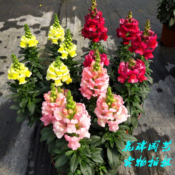 金鱼草植物价格 金鱼草植物图片 星期三