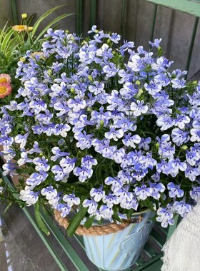 六倍利盆栽带花半边莲蓝色植物阳台庭院花苗花期长好养易爆盆包邮