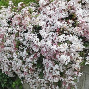 多花素馨盆栽带花多年生阳台庭院花苗藤本攀援观花有香味植物包邮