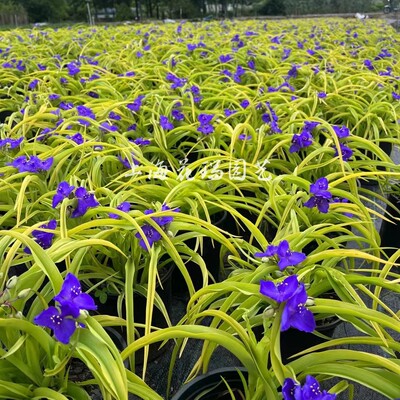 金叶紫露草盆栽庭院宿根花镜植物