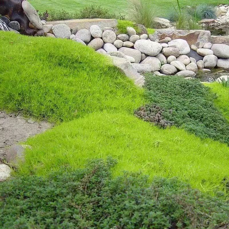 爱尔兰珍珠草耐寒矮生地被植物