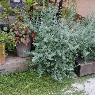 银叶仓鼠盆栽银灰色系花多年生耐热耐寒灌木植物阳台庭院花卉好养