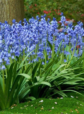 西班牙蓝铃花盆栽四季长青开花植物多年生阳台庭院蓝色花卉包邮
