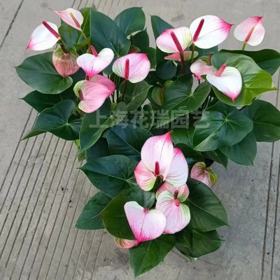 粉掌红掌盆栽花卉植物