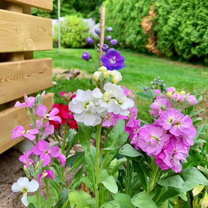 切花银叶紫罗兰盆栽带花阳台庭院耐寒花卉多年生花期长观赏花植物