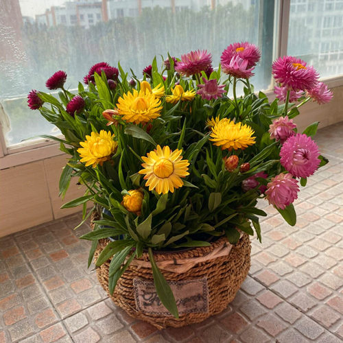 蜡菊盆栽带花四季菊花大苗包邮