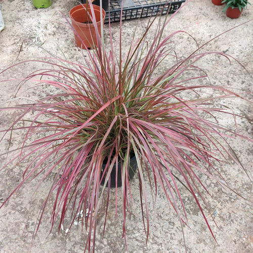 蜜糖草盆栽室外夏季多年生狼尾草